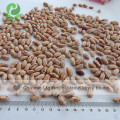 White Beans Type and Kidney Beans Type Light Speckled Kidney Beans